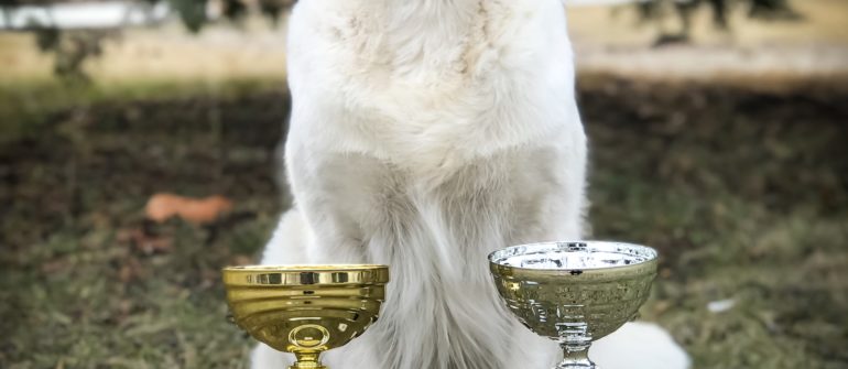 Lili Hungária Champion & Hungária Show Champion!!!