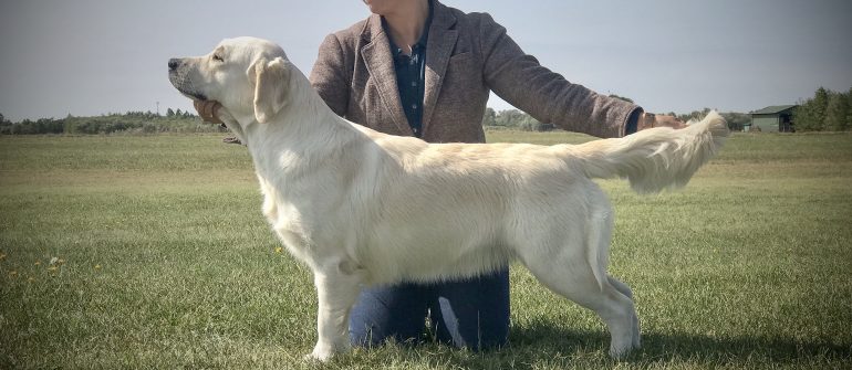 Primrose HPJ & Best Junior – Kecskemét CACIB 2020