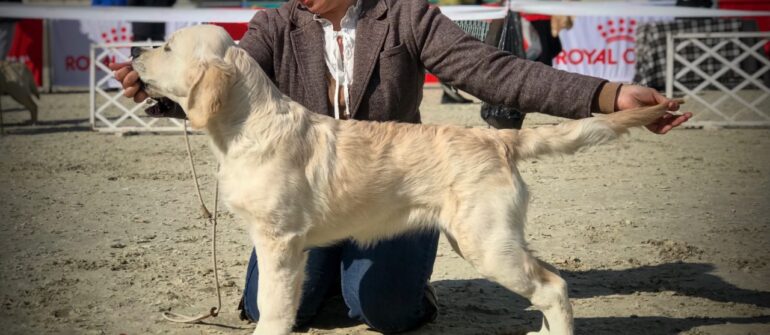 ERIN – Hungária Minor Puppy Grand Winner 🏆