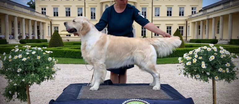 Special CAC kiállítás Ferhérvárcsurgón a Golden Retriever Kör szervezésében