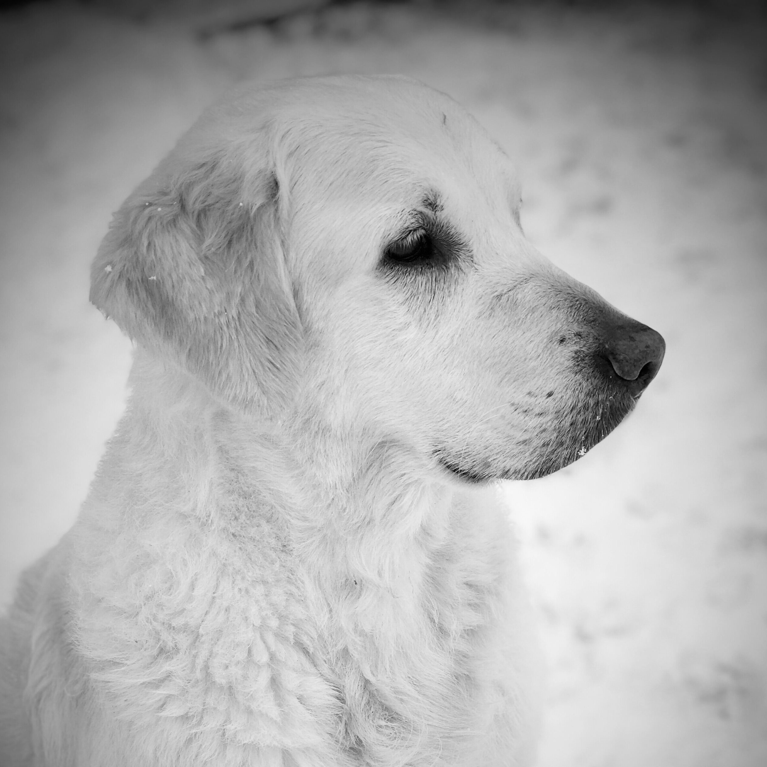 lili